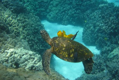 Captain Cook Snorkel Adventure