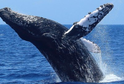 Whale Watch Adventure