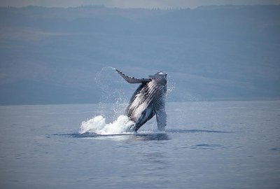 Whale Watching Tour