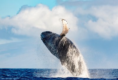 Waikiki Whale Watch