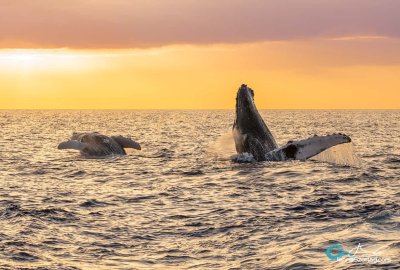 Sunset Whale Watch