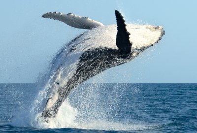 Whale Watching & Sunrise Breakfast Cruise