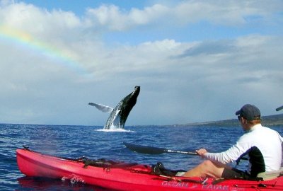 Kayak/Whale Watch/Snorkel