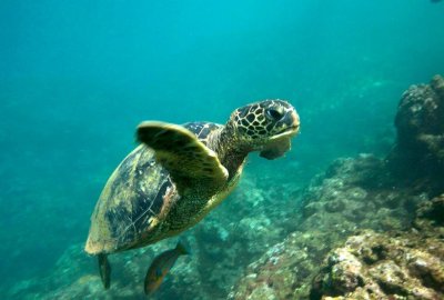 Na Pali Snorkel Adventure