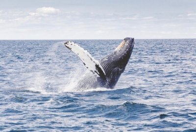 Whale Watch Sailing Tour