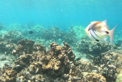 4 Hour Kealakekua Snorkel