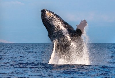 Spirit of Aloha Whale Watch Tour