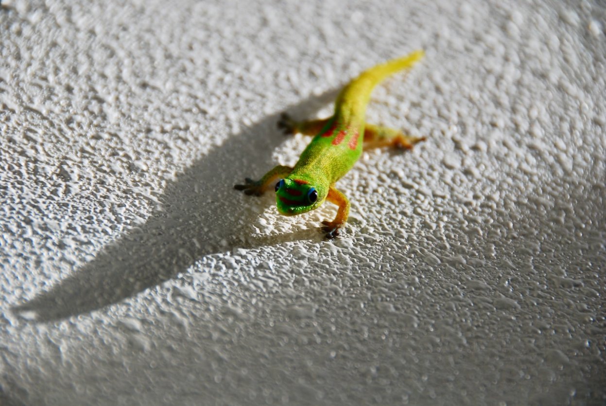Gecko - common on all the main Hawaiian Islands