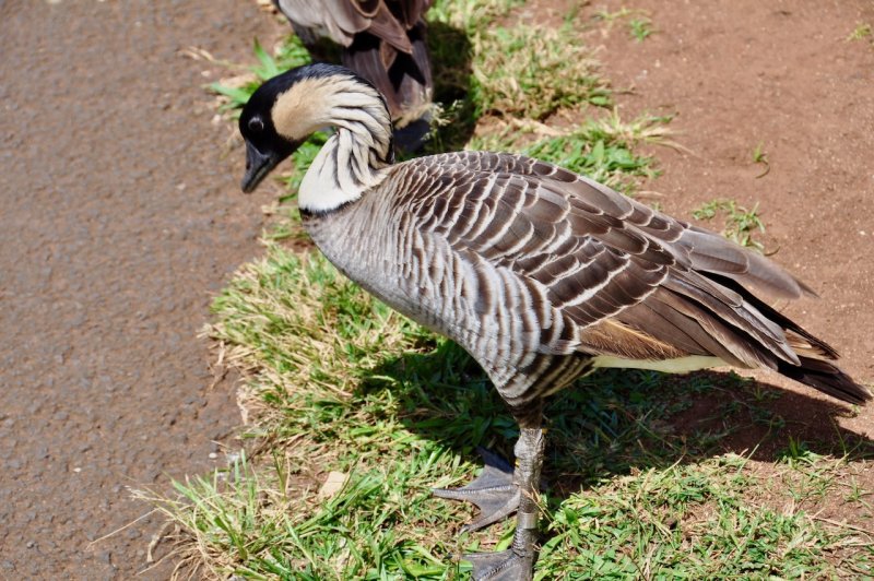 Nene - Hawaiian State Goose