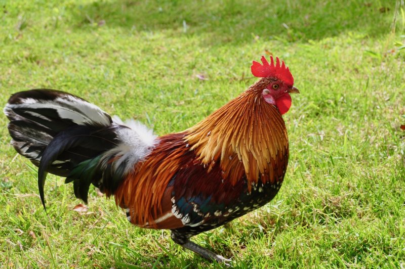 Moa - Red Jungle Fowl (a.k.a. Kauai Chicken)