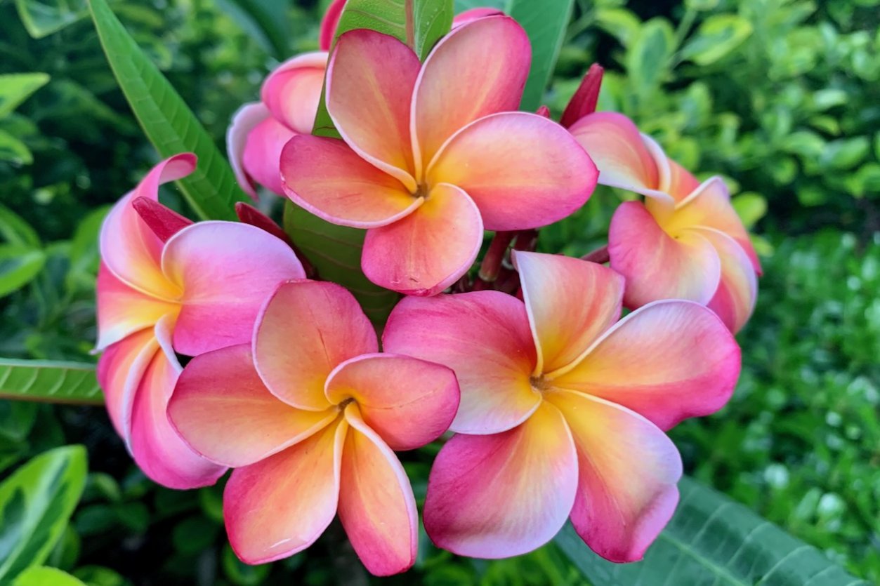 Plumeria - Hawaii's most popular lei flower