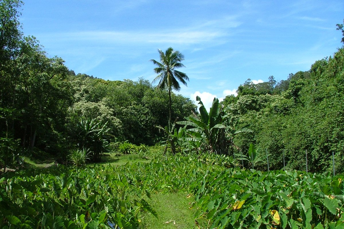 Ke’anae Arboretum Information, Photos & More | Maui Hawaii