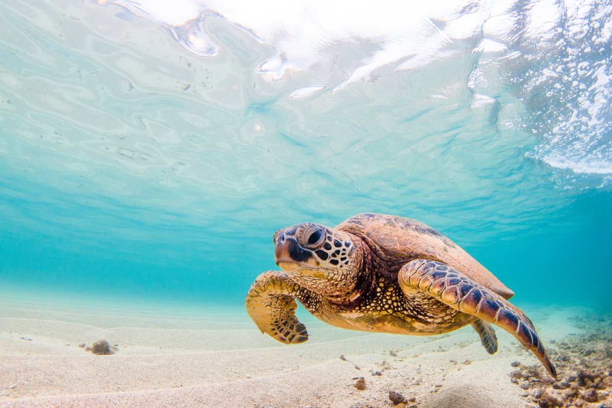 Information for Turtle Town at Maluaka Beach