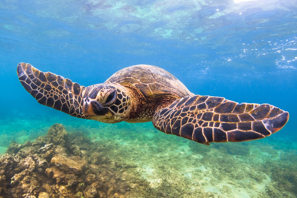 hawaiian turtle tours