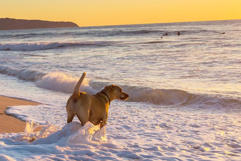 Tips for Traveling to Hawaii With Your Dog