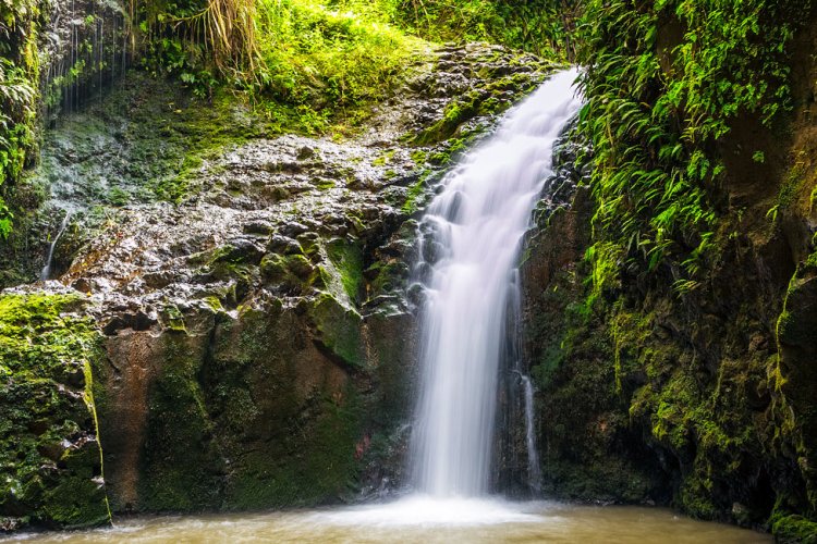 Maunawili Falls Trail Image