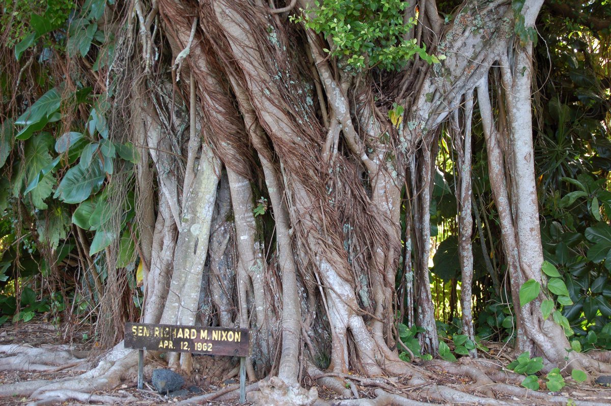 Banyan Tree Scenic Drive Information & More