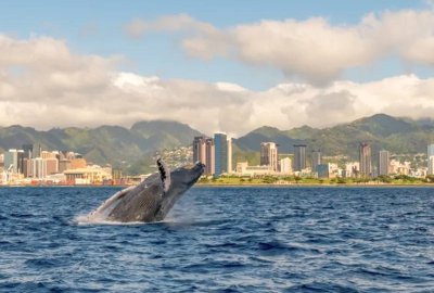 Whale Watching