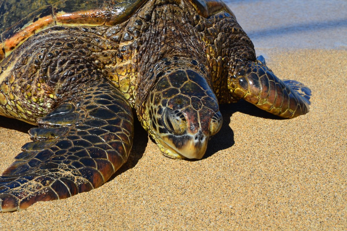 Information for Turtle Town at Maluaka Beach