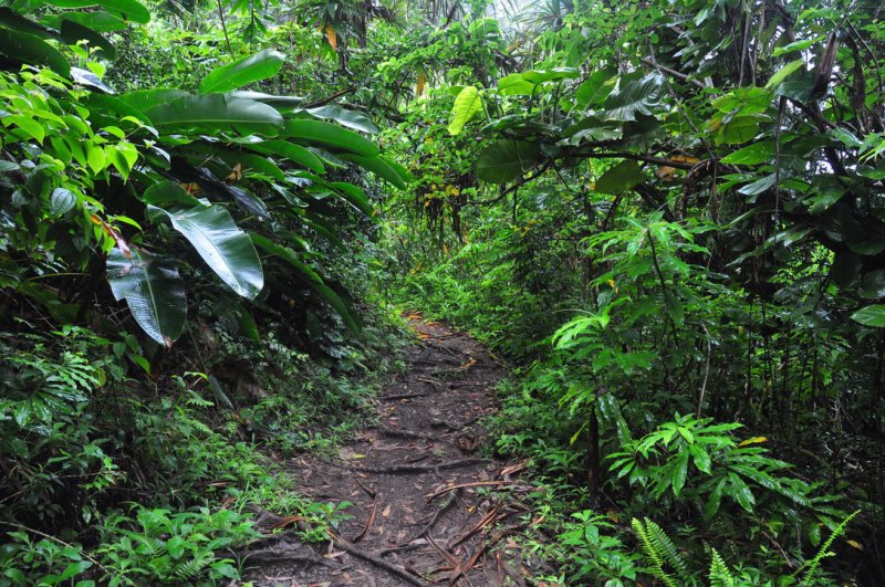 Waikamoi Ridge Trail forest on Maui