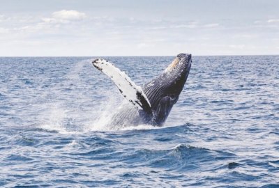 Whale Watch Sailing Tour